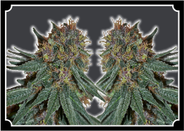 Purple Haze Feminized